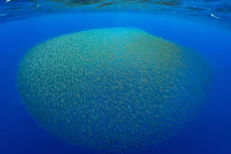Baitball in Ambrosio, the Azores