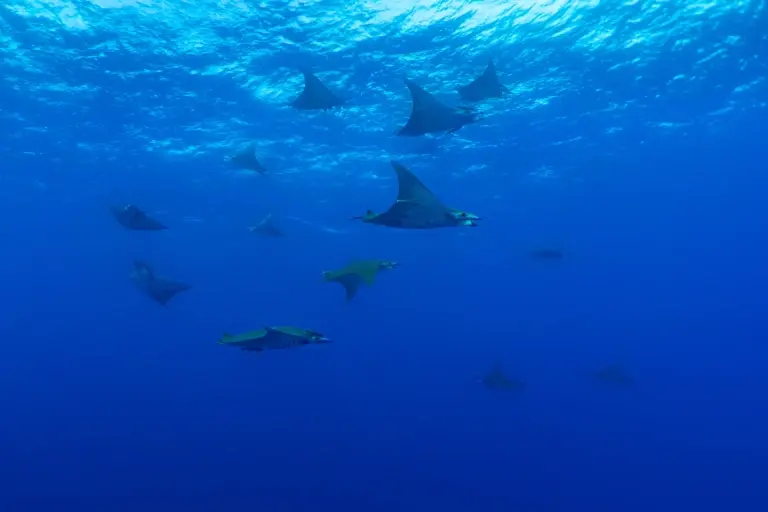 Devil ray in Ambrosio, the Azores