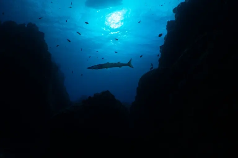 Silhouette of barracuda in the Azores