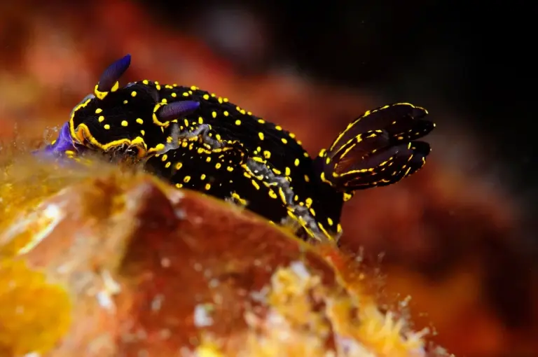 Nudibranch in the Azores