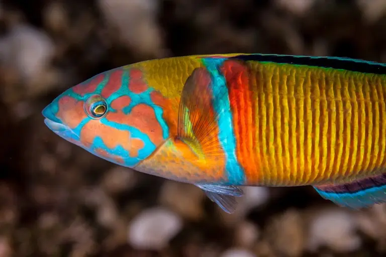 Ornate wrasse in the Azores