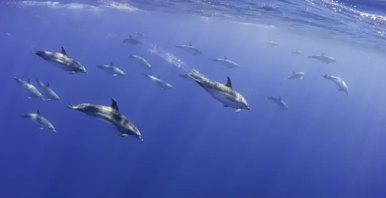 Atlantic spotted dolphin in Pico, the Azores
