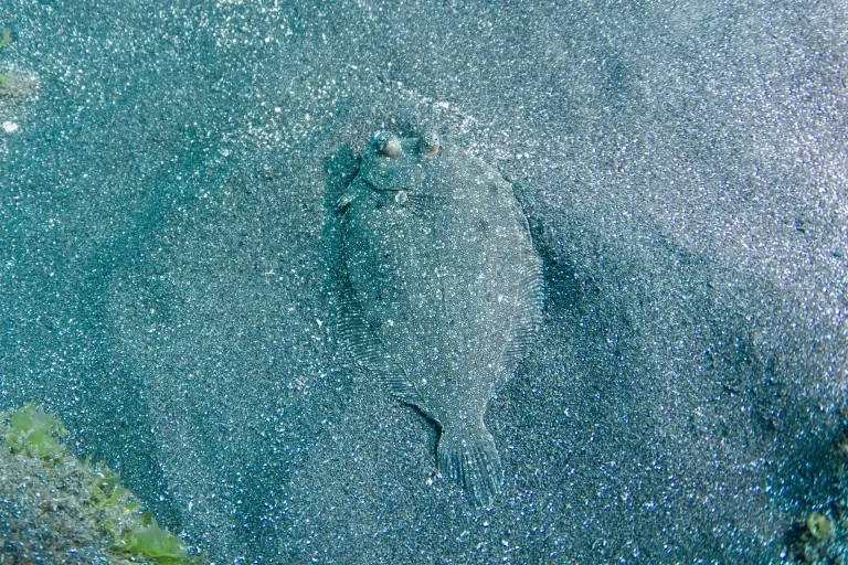 Flounder in Pico, the Azores
