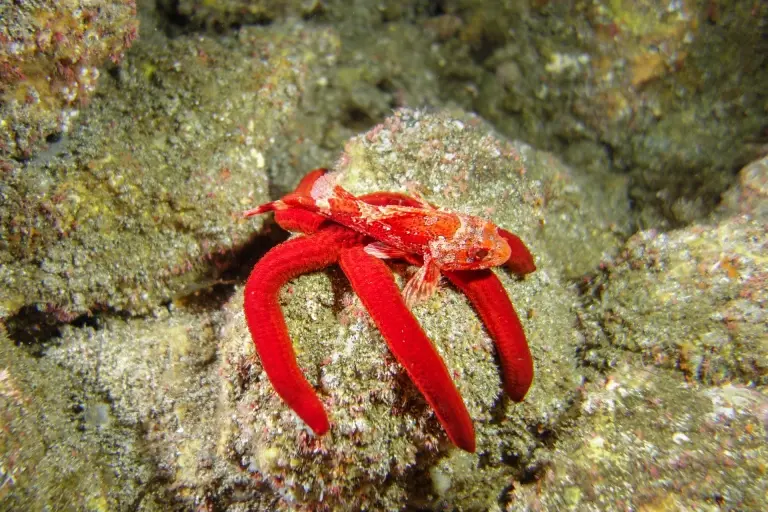 Red scorpionfish in Pico, the Azores