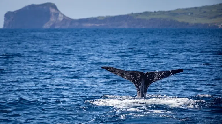 Sperm whale tail in Pico, the Azores