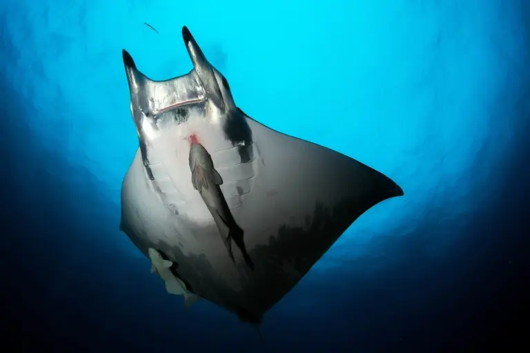 Devil ray in Santa Maria, the Azores
