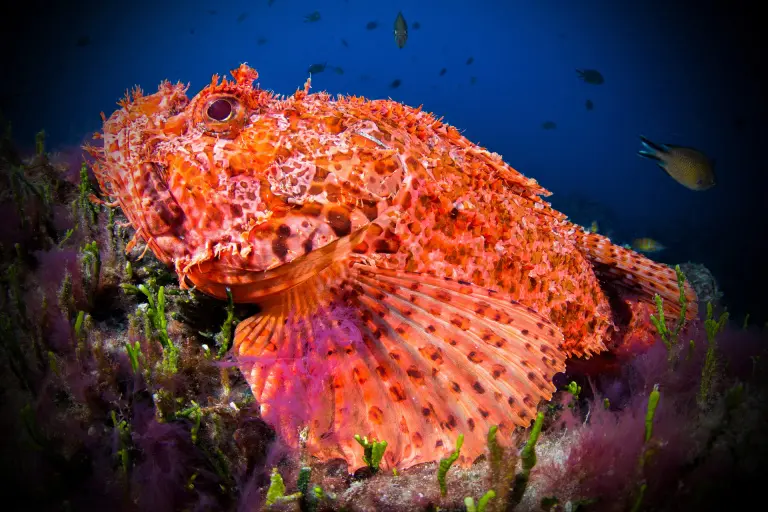 Red scorpionfish in the Azores