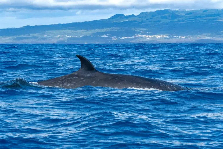 Sei whale in the Azores