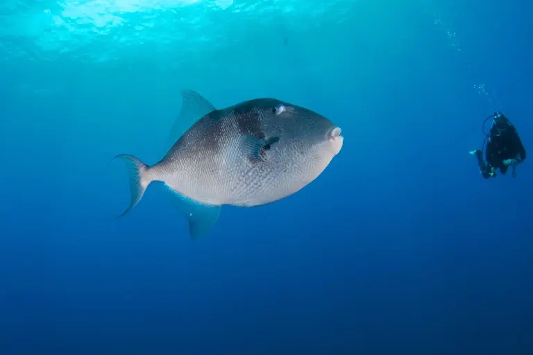 Triggerfish & diver in the Azores