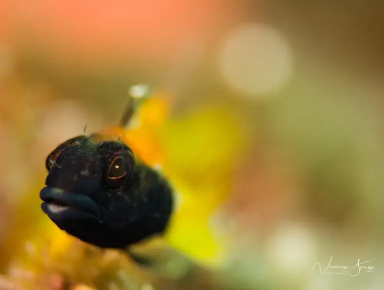 Blenny in Sardinia