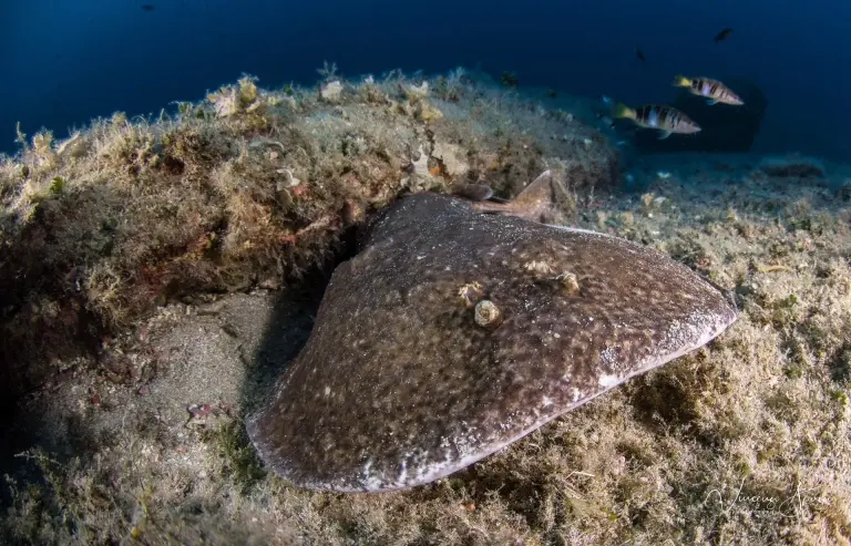 Stingray in Sardinia