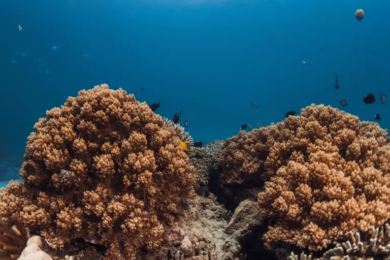 Coral reef in Fuvahmulah, the Maldives