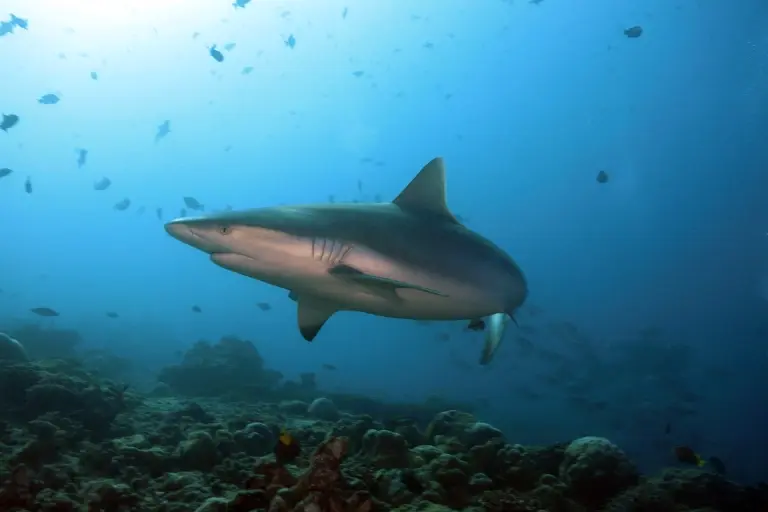 Grey reef shark in the Maldives