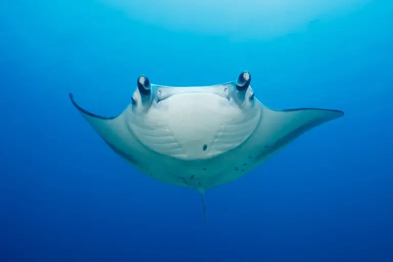 Manta ray in the Maldives