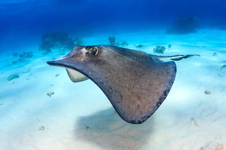 Stingray in the Maldives