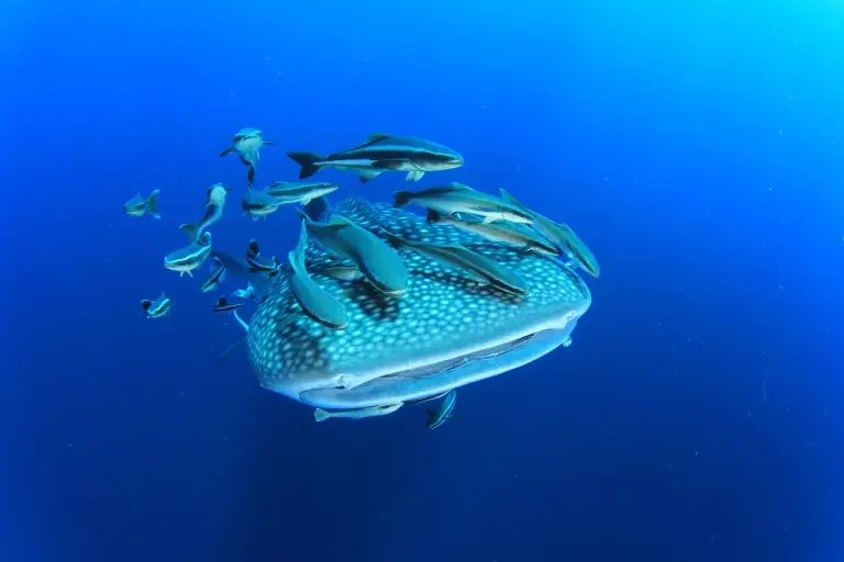 Whale shark & remoras in the Maldives