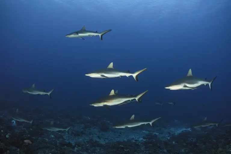 Grey reef shark in the Maldives