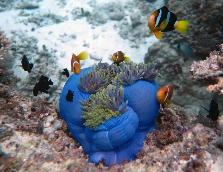 Anemonefish near Dhigurah Island, the Maldives