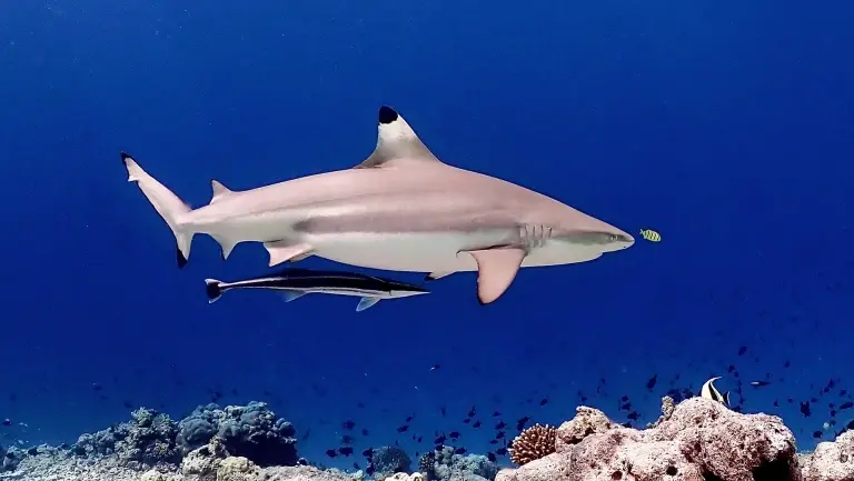 Black-tip reef shark near Dhigurah Island, the Maldives