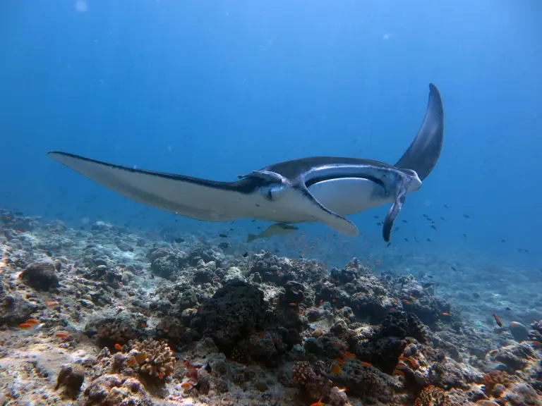 Manta ray near Dhigurah Island, the Maldives
