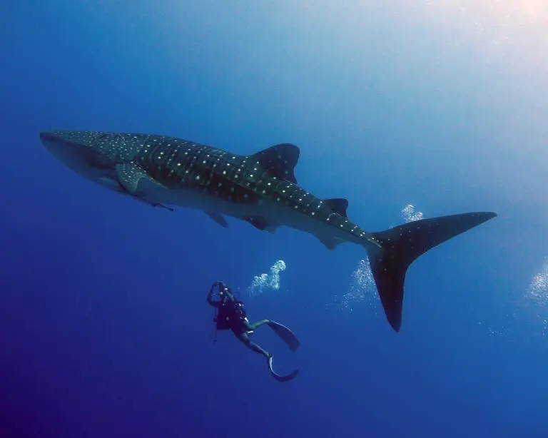 Whale shark & diver near Dhigurah Island, the Maldives