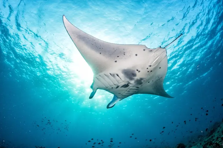 Manta ray in the Maldives