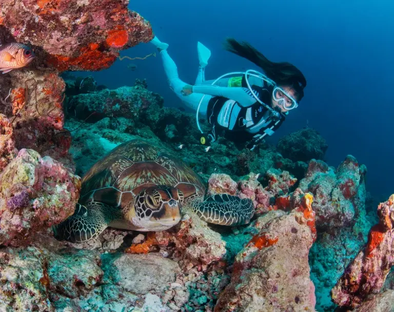 Diver & turtle in Meeru Island, the Maldives