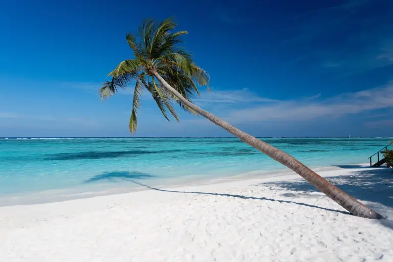 Palm tree on Meeru Island in the Maldives