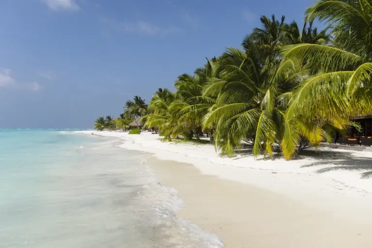 Palm tree & beach on Meeru Island in the Maldives