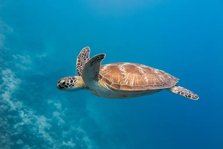 Green turtle in the Maldives