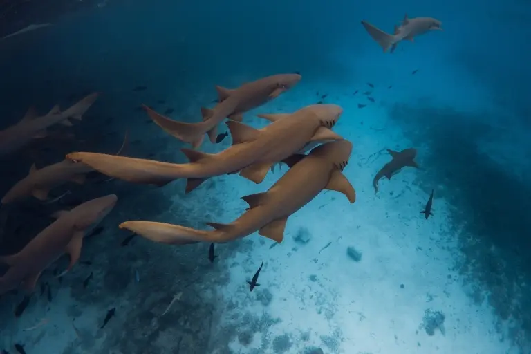 Nurse shark in the Maldives