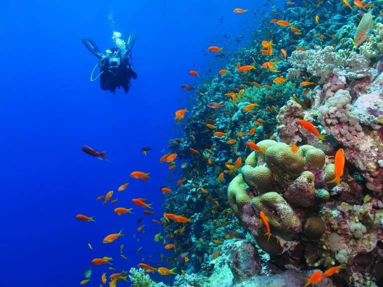 Coral reef & diver in Oman