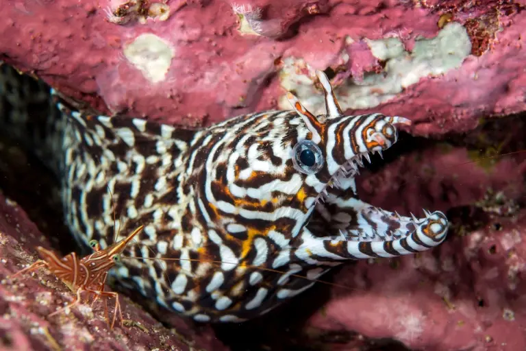 Dragon moray eel in Oman
