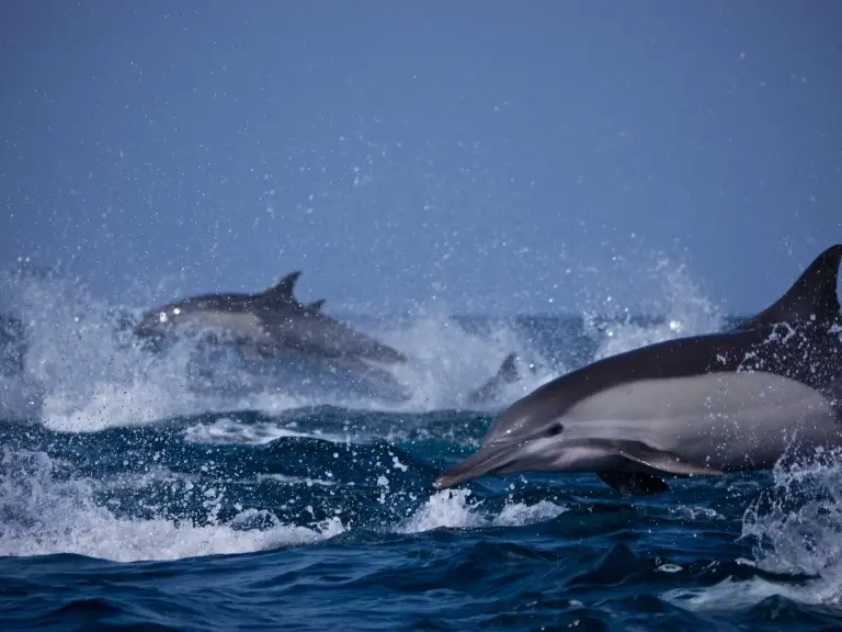 Dolphins in the Hallaniyat Islands, Oman