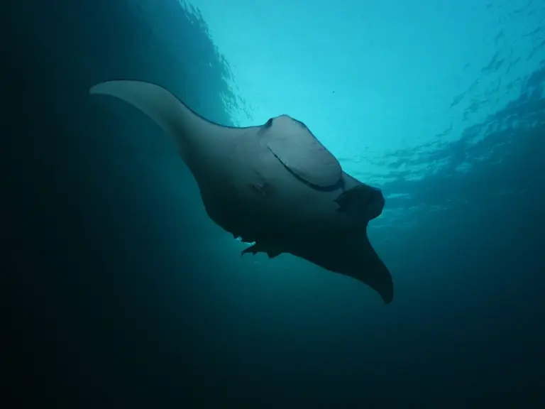Manta ray in the Hallaniyat Islands, Oman