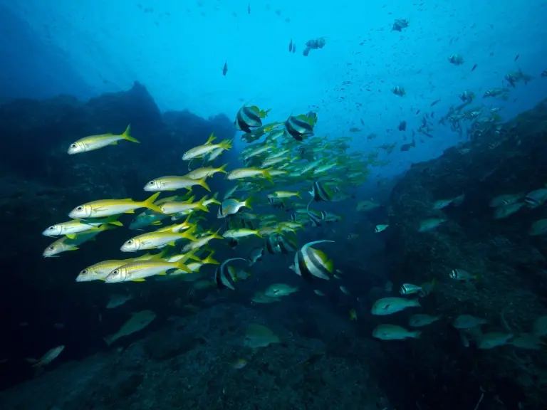 School of fish in the Hallaniyat Islands, Oman