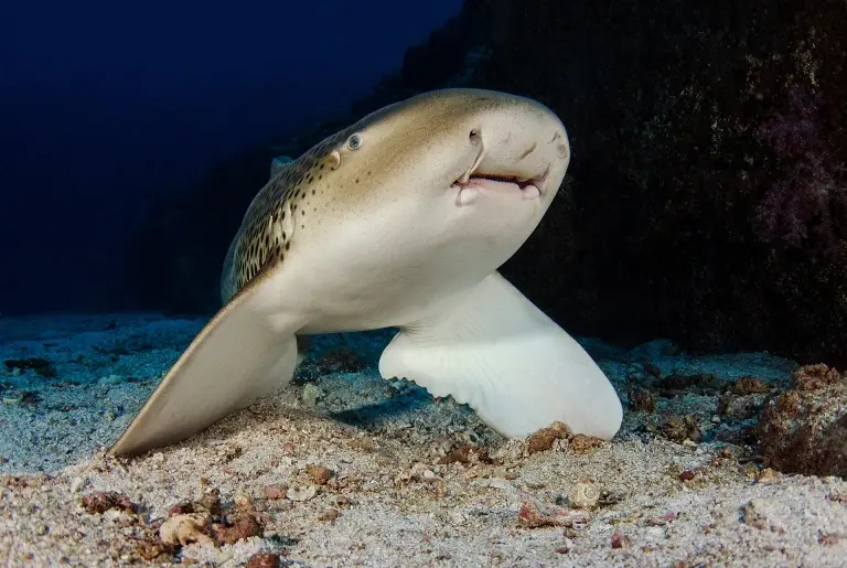 Zebra shark in the Hallaniyat Islands, Oman