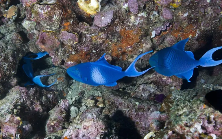 Red-toothed triggerfish shoal in Musandam Peninsula, Oman