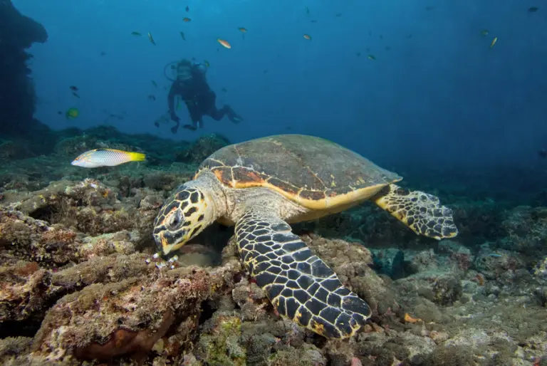Green turtle in Sri Lanka