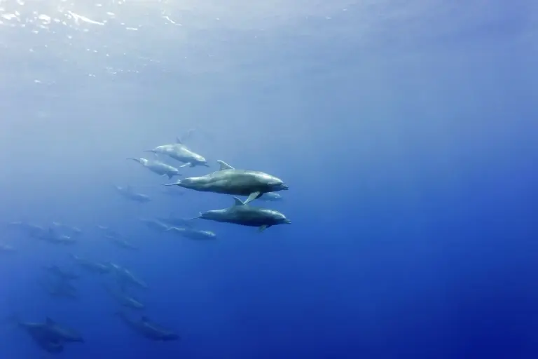 Bottlenose dolphin pod in the Galapagos Islands