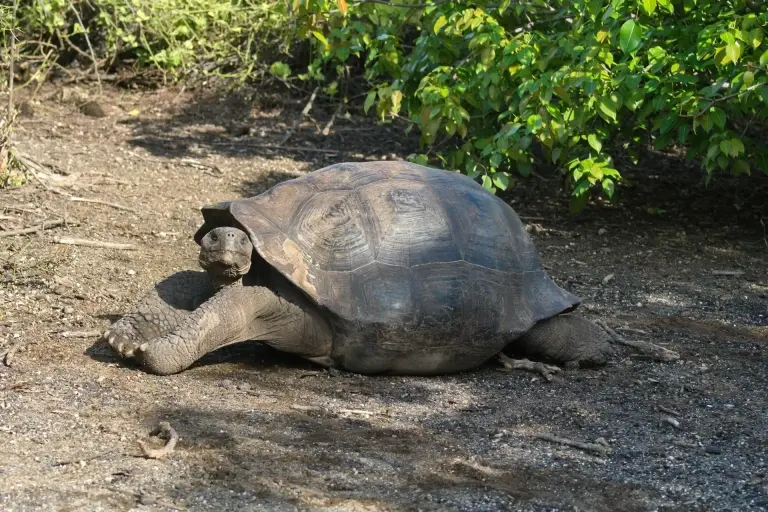 Giant tortoise in the Galapagos Islands