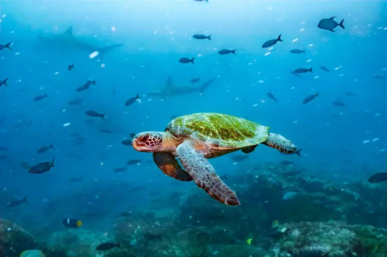 Galapagos green sea turtle in the Galapagos Islands