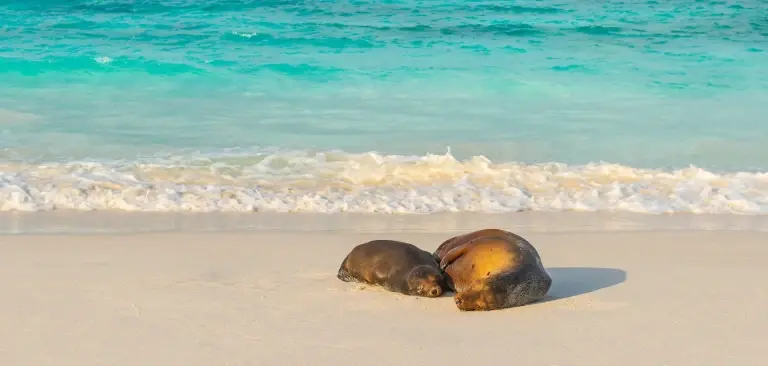 Galapagos sea lions on a beach in the Galapagos Islands