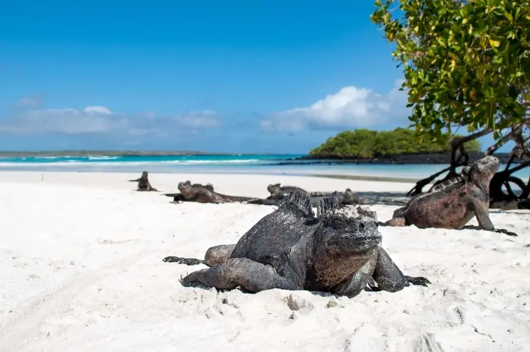 Marine iguana on the beach in the Galapagos Islands