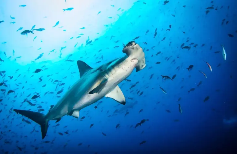 Scalloped hammerhead shark in the Galapagos Islands