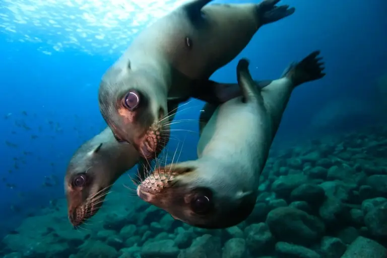 Sealions in Magdalena Bay, Mexico
