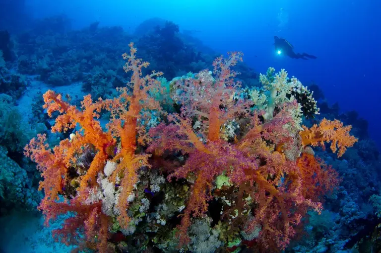 Coral reef, Egypt