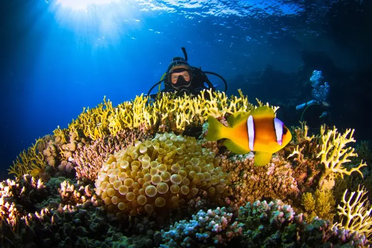 Coral reef & diver in Egypt