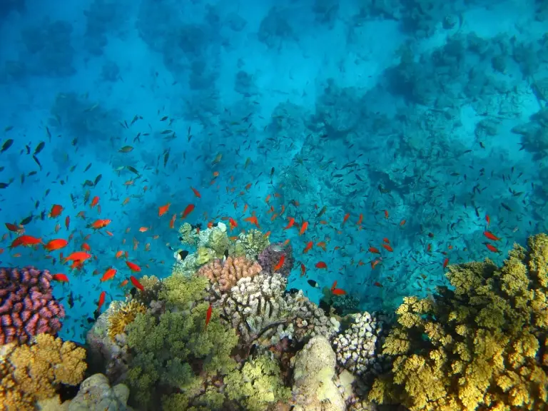Coral reef in Egypt