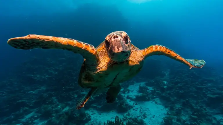 Turtle in Egypt